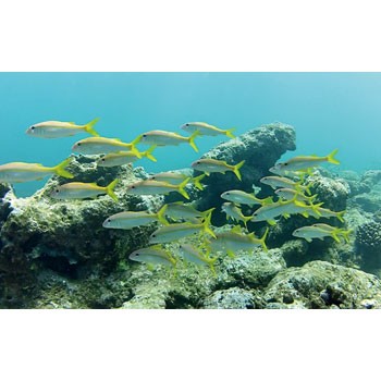 ���᡼������